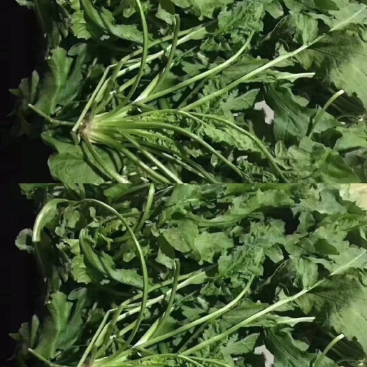 鸡泽县荠菜