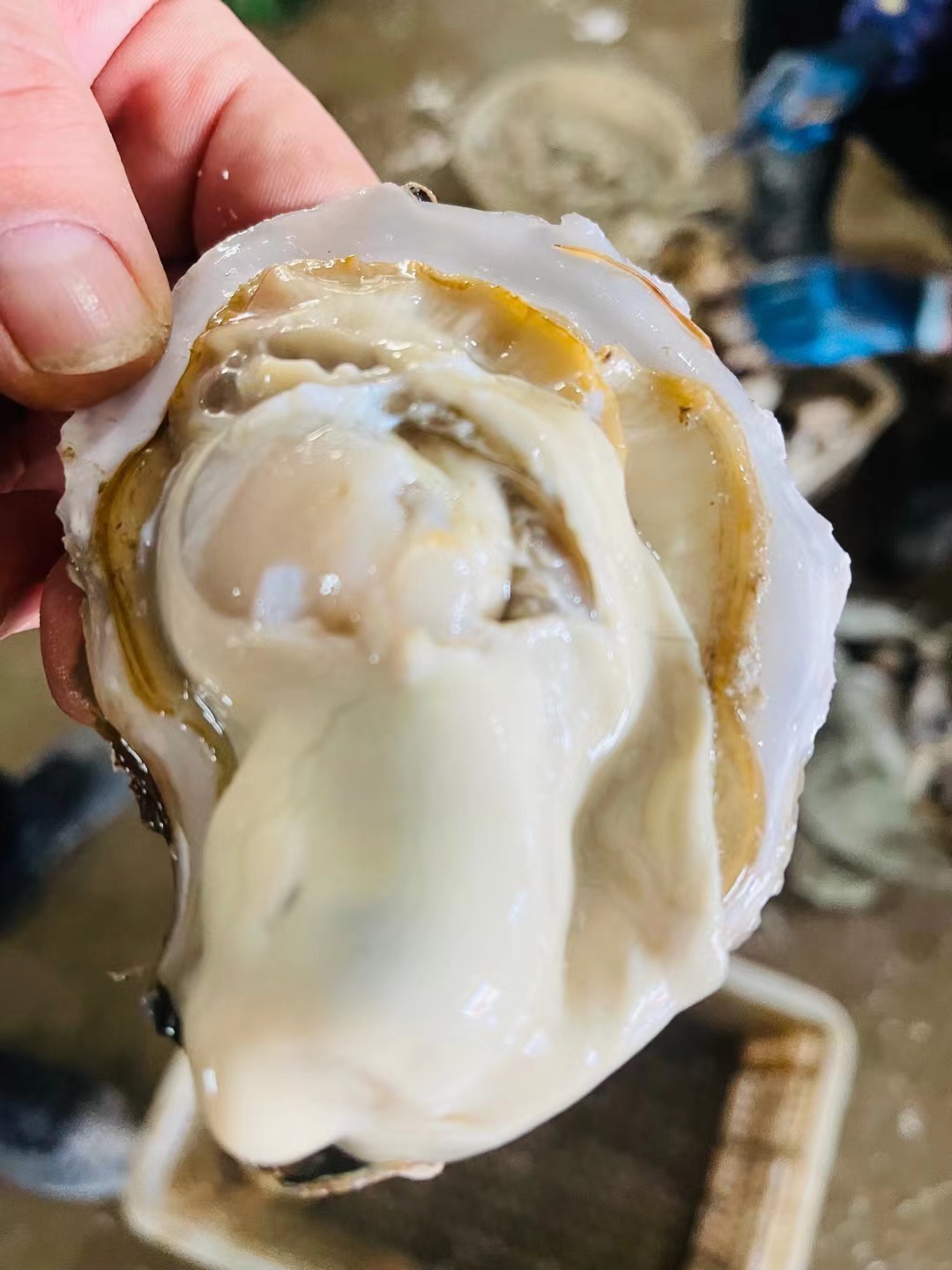 乳山市乳山牡蛎  高品质乳山生蚝 产地直发 肥度九成