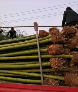 崇义县毛竹瞄，楠竹瞄