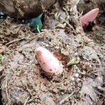 花魔芋 精选商品魔芋，魔芋豆腐好材料，涨粉大