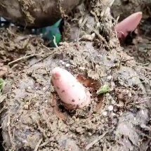 正安县花魔芋 精选商品魔芋，魔芋豆腐好材料，涨粉大