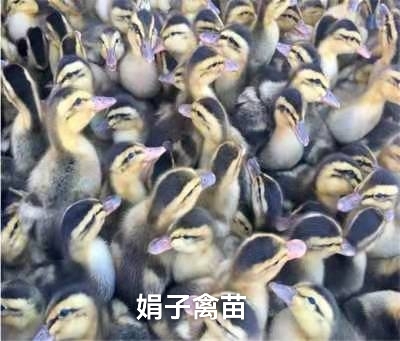 南宁杂交鸭苗 鸭苗大种麻鸭苗青头鸭苗包打疫苗路上损失包赔