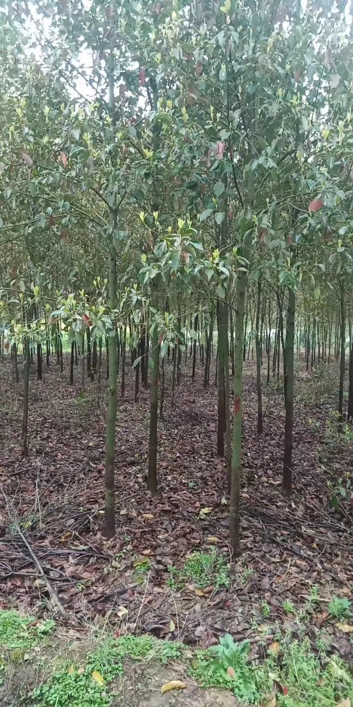 小叶樟 小叶香樟