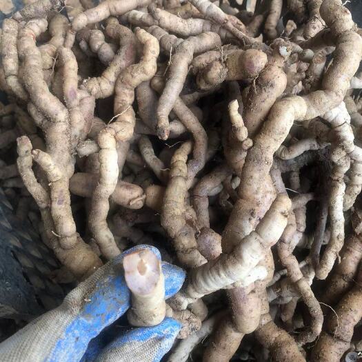 阳西县新鲜紫肉巴戟天 滋补 熬汤 泡酒药材批发