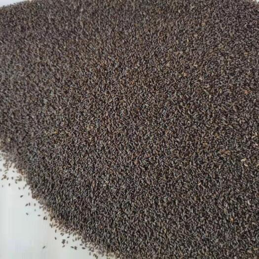鄂尔多斯沙蒿籽 精品蒿籽