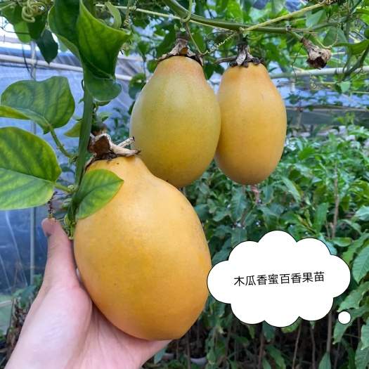 灵山县木瓜香蜜百香果苗种植当年结果2斤重一个果新品种嫁接营养杯苗