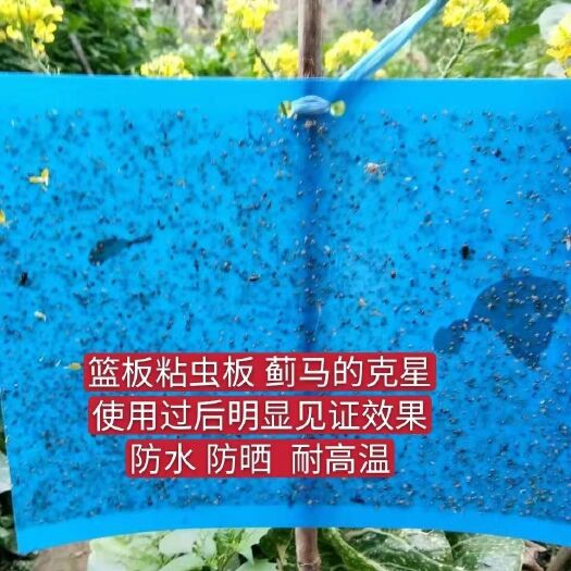 （买百送十 ）粘虫板双面黄板果园专用蓝板贴蓟马白粉虱诱虫