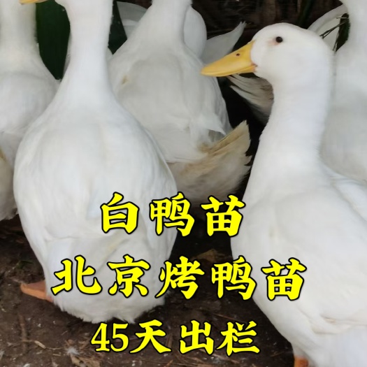 南宁桂柳鸭苗  桂柳白鸭苗，北京鸭，长速快45天出栏！