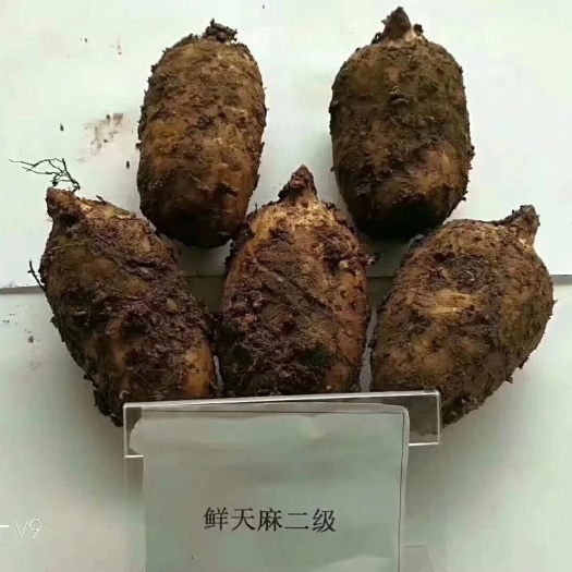 云南昭通小草坝新鲜乌天麻