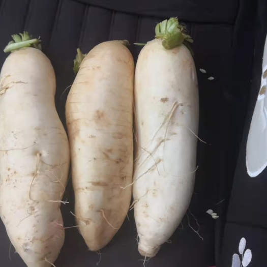 东源县白萝卜 深圳，东源包送货。量大优惠，新上市，清甜，滋补