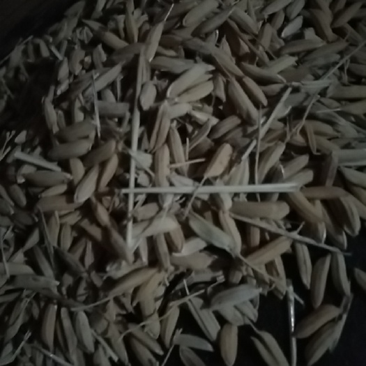 杂交稻 长粒稻谷