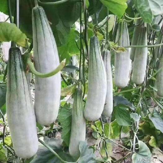 济南羊角蜜甜瓜种子（一袋5克）
