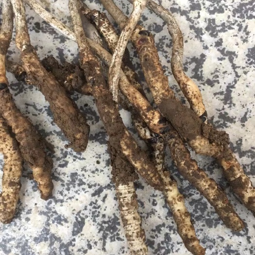 凤凰县亚香棒虫草 亚香棒虫