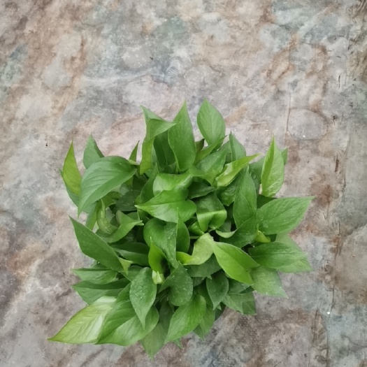 广州170高红盆A货