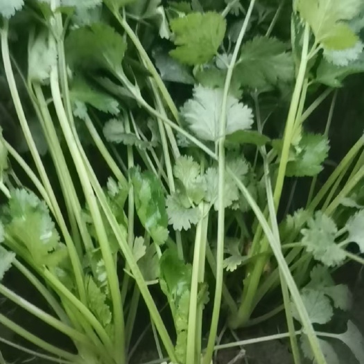 香菜，大叶香菜，基地种植，需要联系！