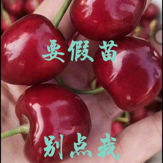 大方县樱桃苗  沙王樱桃苗