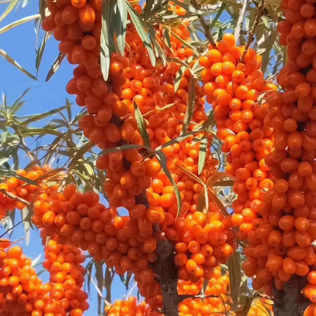 沙棘油  沙棘果油/沙棘籽油