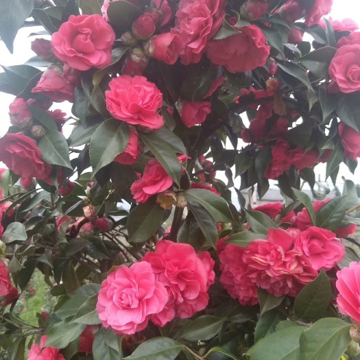 重庆市茶花批量出售