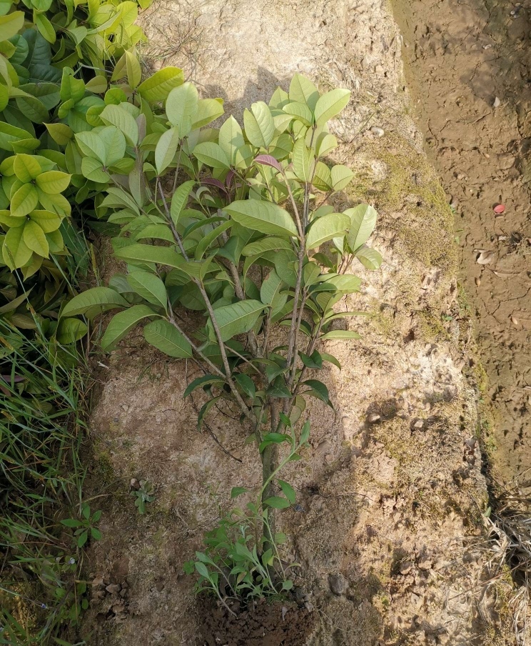 桂花树 桂花