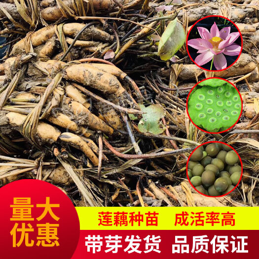 广昌县太空莲36号藕种 红花莲藕苗 水果莲观赏莲藕苗 基地直销