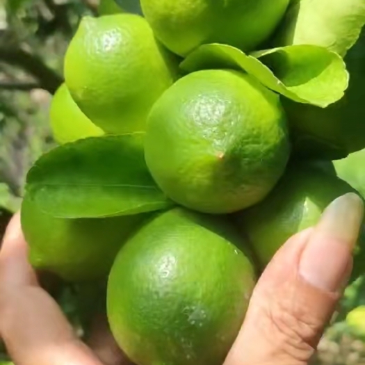 灵山县香水柠檬苗 塔西提无籽青柠，广东无籽香水柠檬扦插杯苗，嫁接苗