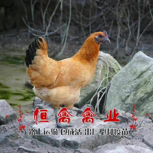 衡阳县乌骨鸡苗 出售黄羽乌鸡苗金凤乌鸡苗另有绿壳蛋鸡苗黑土鸡苗芦花