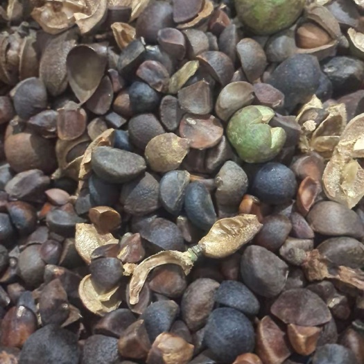 金溪县 山茶油55一斤，自己家种的，一桶是10斤，新榨的，