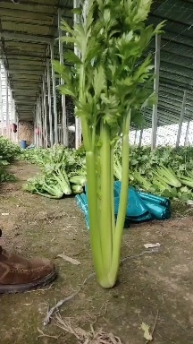 山东菏泽定陶区西芹大量上市中，货源充足，质量保证，