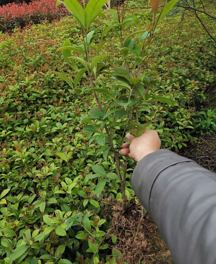 桂花树 桂花