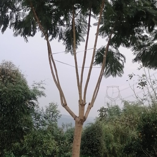犍为县丛生蓝花楹   蓝花楹
