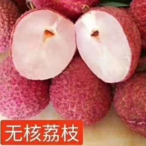 灵山县A4无核荔枝苗包邮包邮