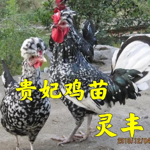 南宁贵妃鸡苗，质量保证，包运输成活，包打疫苗，诚信孵化场供应