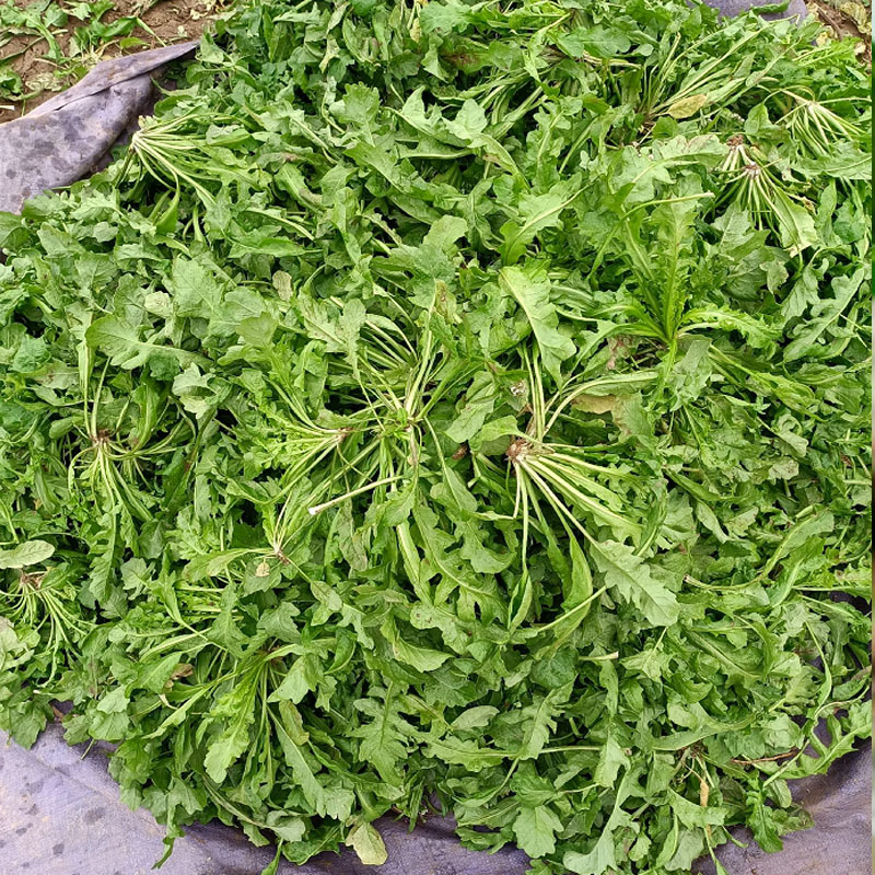 荠菜种子野菜籽大叶荠菜种籽芽率高 春秋种植耐寒野生长速度快