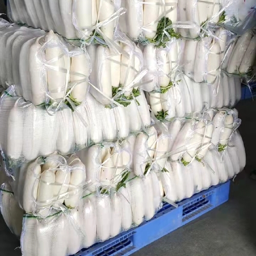涞水县 精品白萝卜