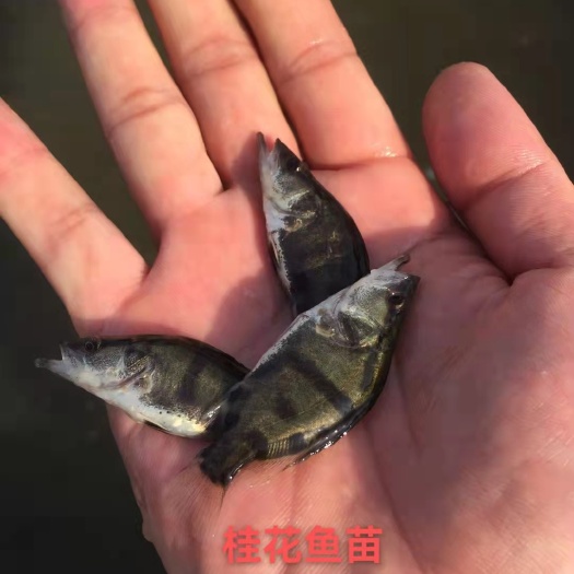 南宁桂鱼苗 桂花鱼苗   
场地货源充足，支持送货上门，到付款，