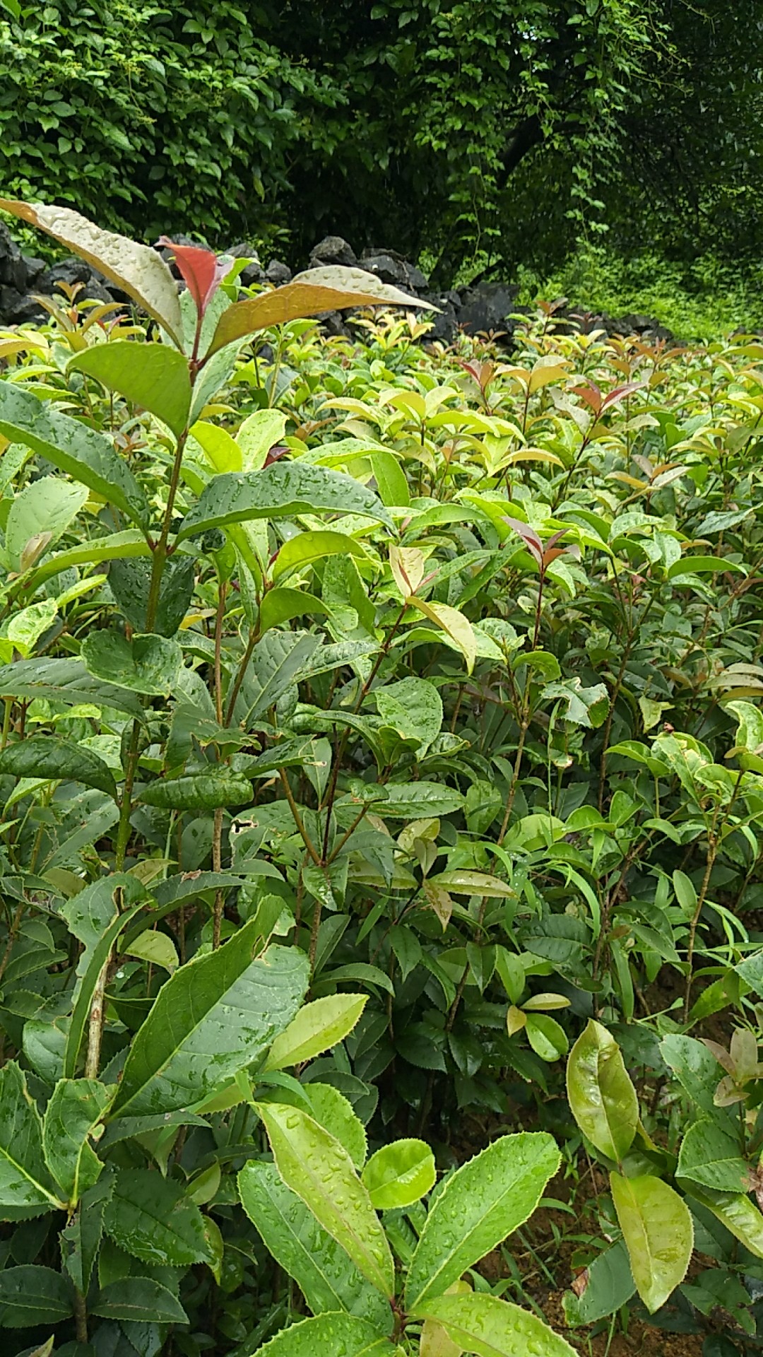 桂花树 桂花