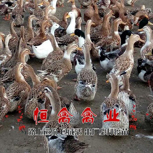 衡阳县孵化场直销优质麻鸭苗大种肉麻鸭苗50天出栏运输包损耗品种正