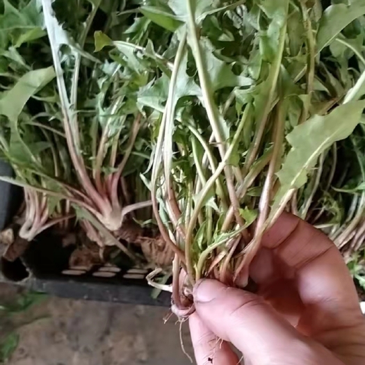 蒲公英菜  蒲公英