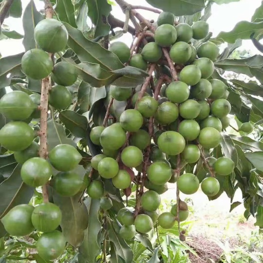 夏威夷果苗 澳洲坚果