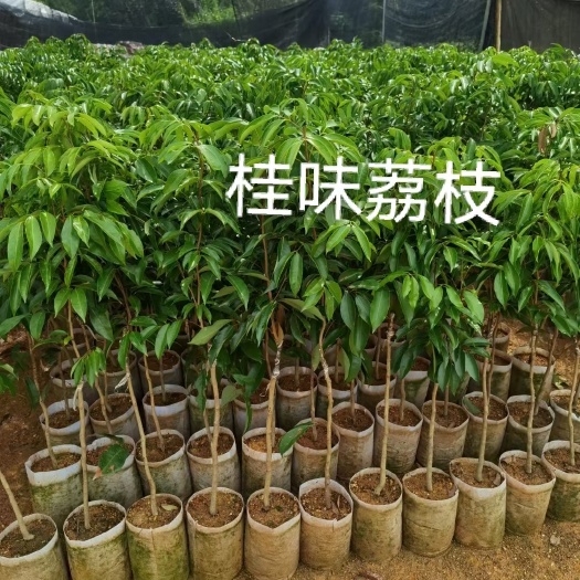 灵山县桂味荔枝苗，正品嫁接。