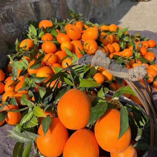 圆虹脐橙  奉节脐橙（纽荷尔、72-1、圆虹）