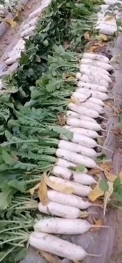 涞水县 白萝卜
