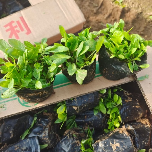 青州市地被鼠草，草花鼠尾草，鼠尾草草坪