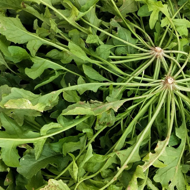 荠菜种子野菜籽大叶荠菜种籽芽率高 春秋种植耐寒野生长速度快