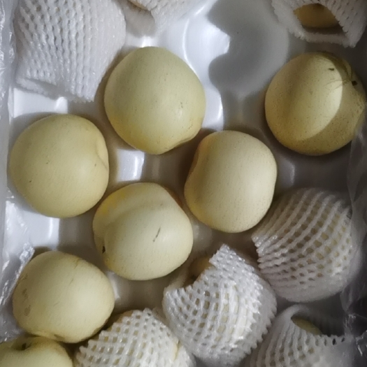赵县皇冠梨