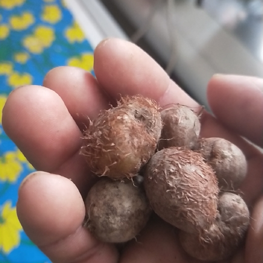 榕江县石黄皮 老货