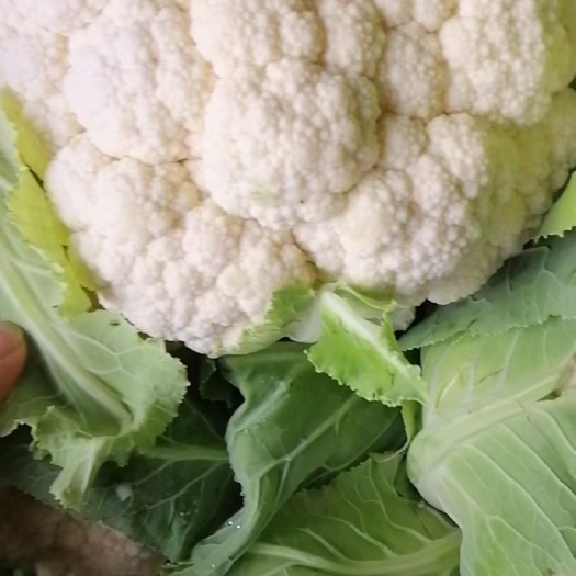邯郸白花菜花  菜花有机花大量上市