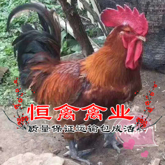 衡阳县麻鸡苗 基地直卖大种青脚麻肉鸡苗大红公鸡苗另有九斤黄鸡苗运输