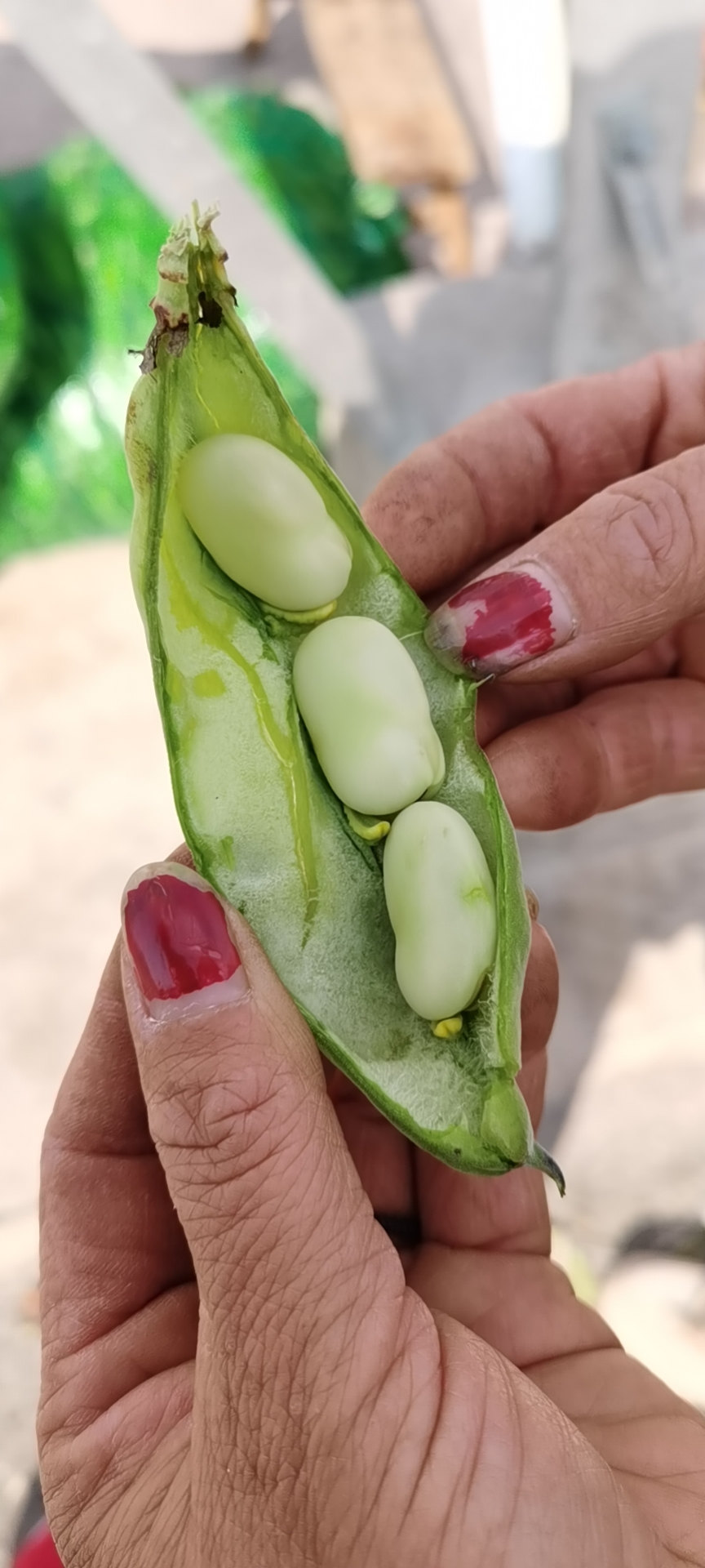 弥渡县精品蚕豆现摘现发