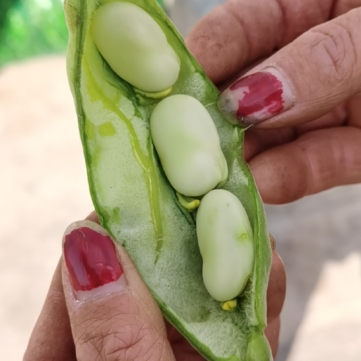 弥渡县精品蚕豆现摘现发